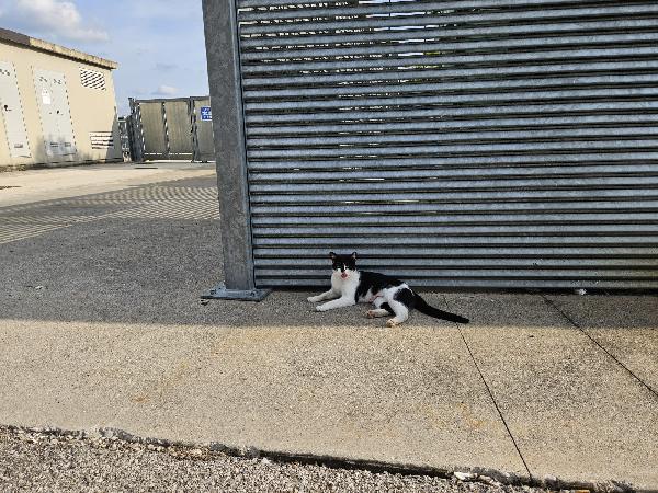 MICIA 8 mesi, cerca casa Foto 2